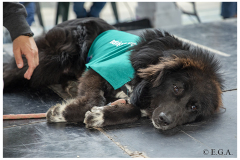 Desfile Canino Fin de Curso