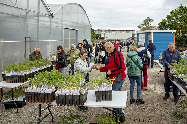 se repartirán 15.000 plantas de tomate