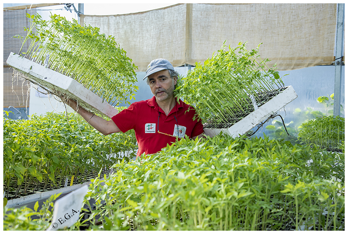 Reparto gratuito de 15.000 plantas de tomate
