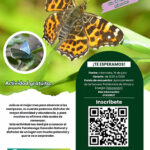 Mariposas de Torrelavega